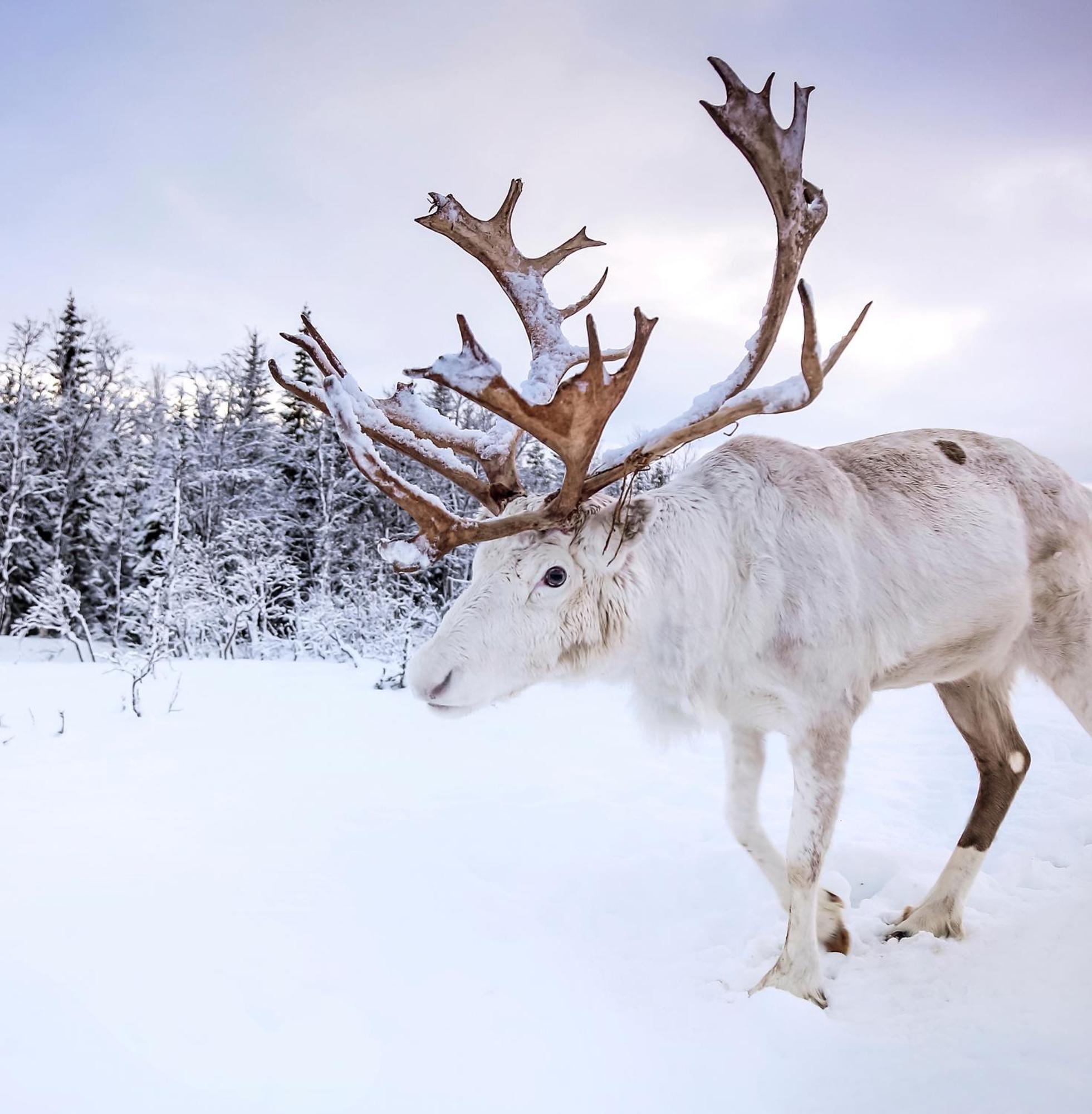 Skog Aurora Igloos Villa Kalix Luaran gambar