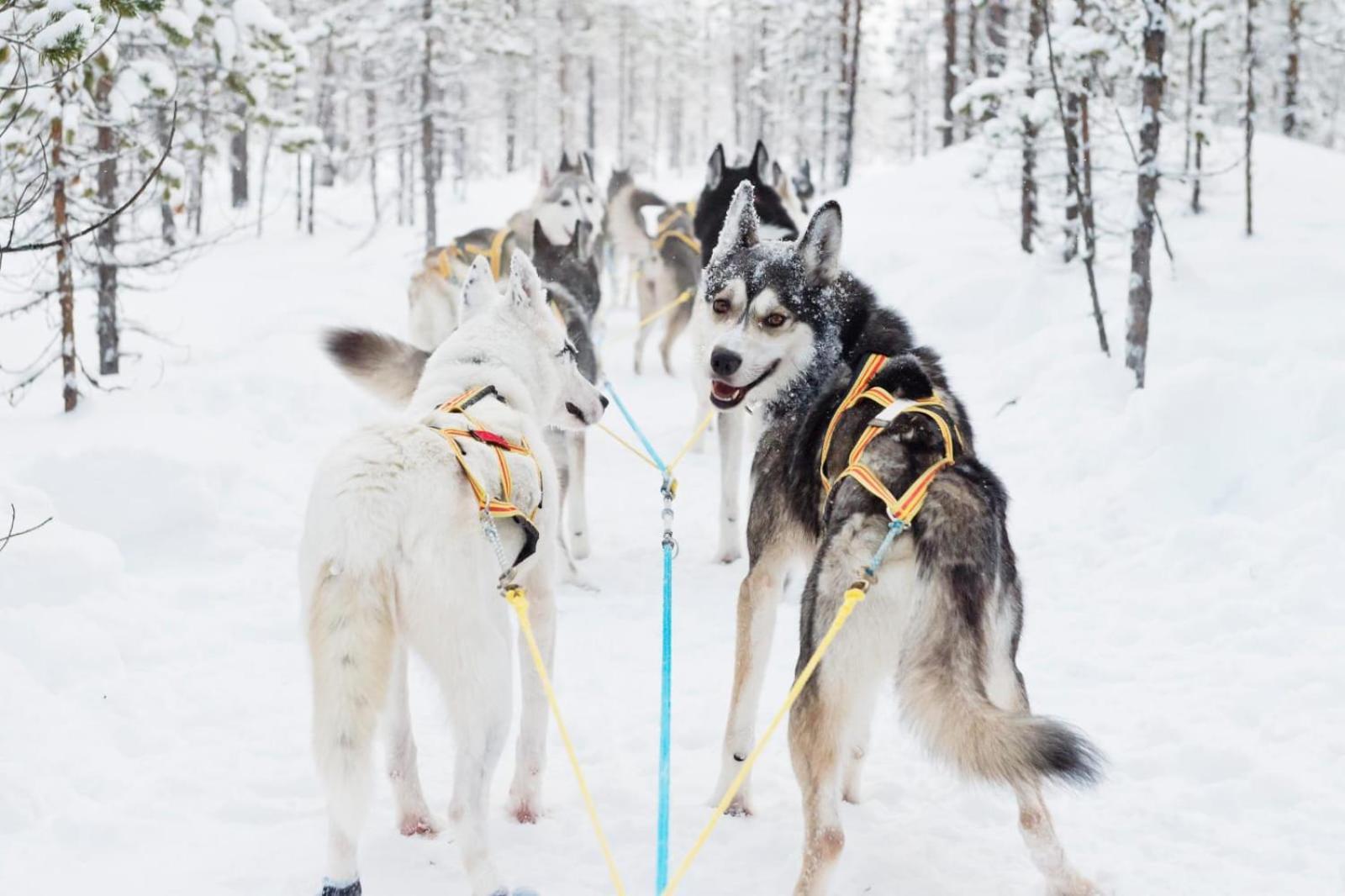 Skog Aurora Igloos Villa Kalix Luaran gambar